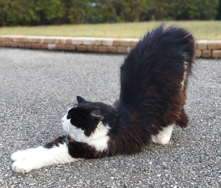 Le chat de Lara, parfaitement détendu