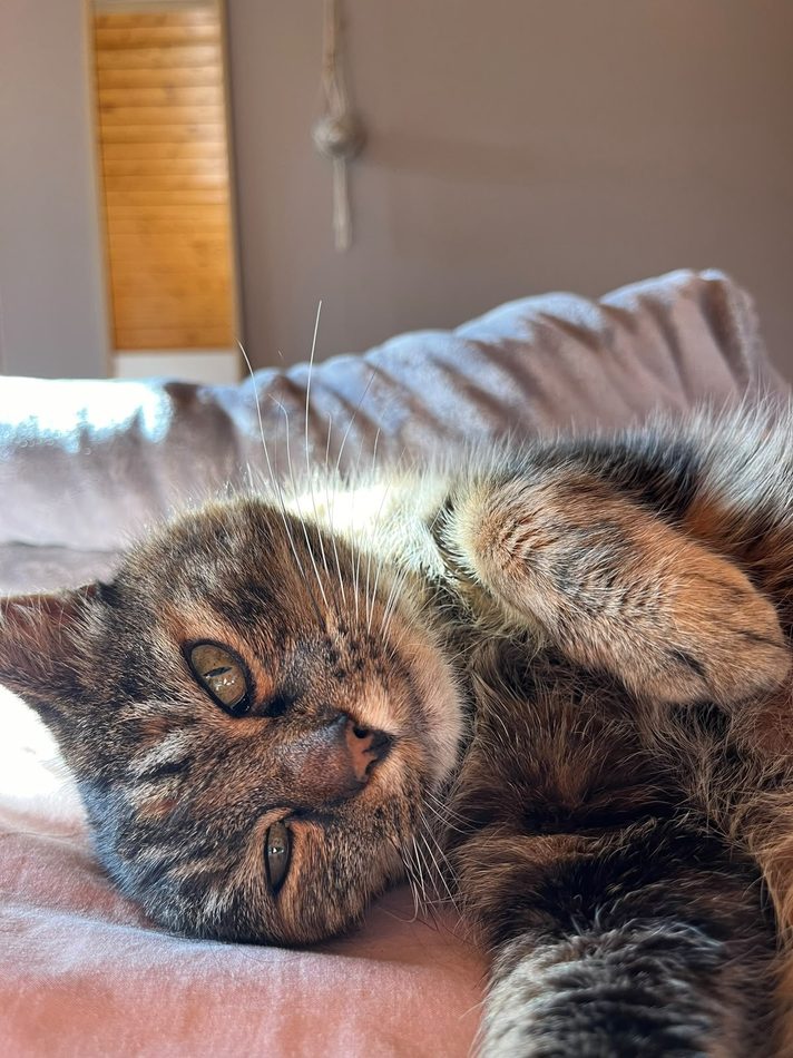 Chat tigré paisiblement allongé, les yeux mi-clos