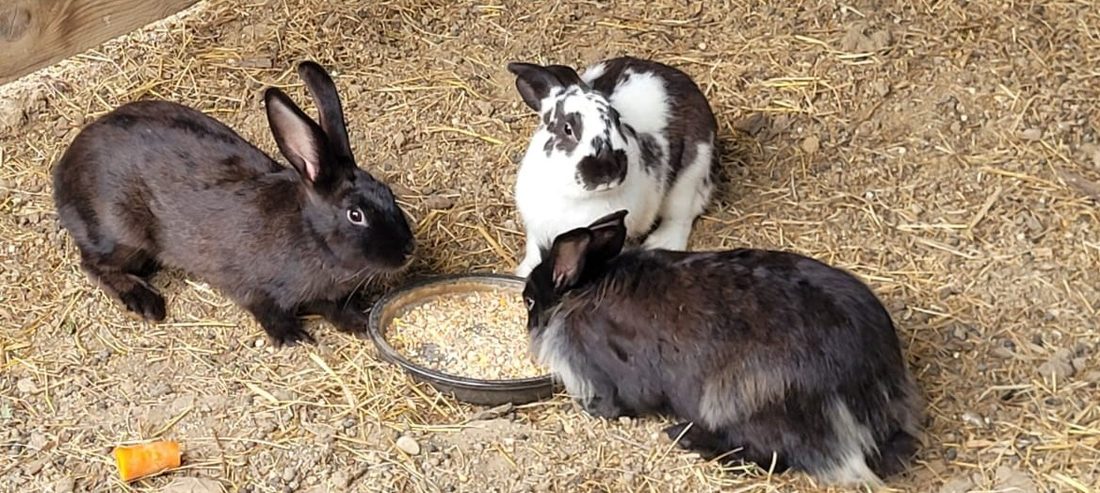 Trois lapins réunis autour d'une écuelle de graines