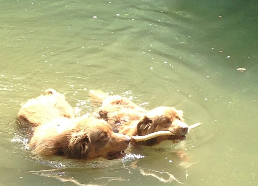 Deux chiens nageant ensemble en rapportant un bâton