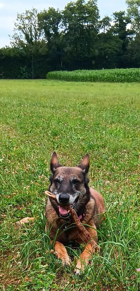 Calie, chienne malinois allongée dans l'herbe avec un bâton