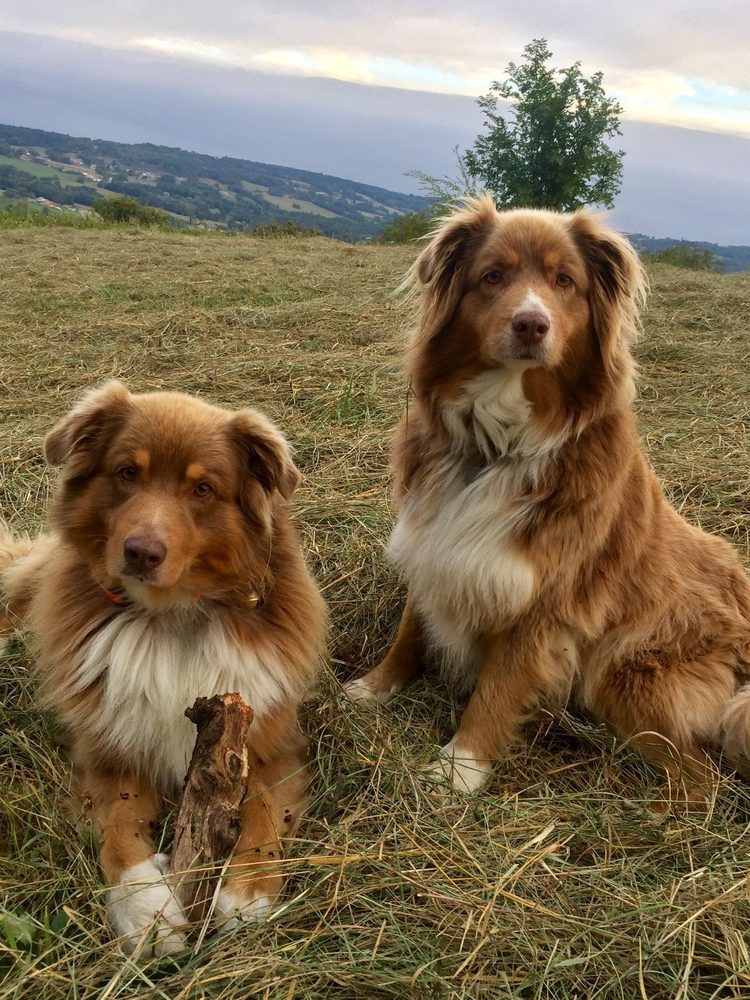Deux bergers australiens posés sur une colline au coucher du soleil