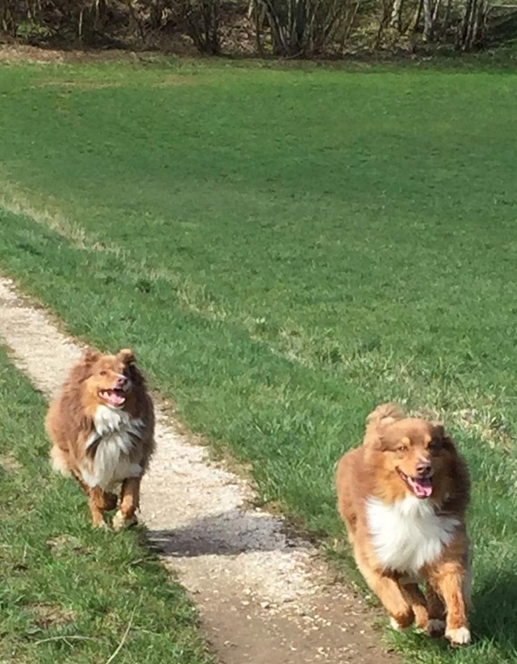 Deux chiens en pleine course sur un chemin, lors d'une promenade