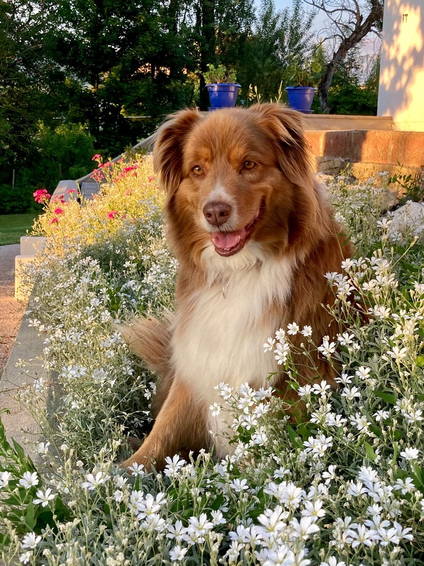 Bella, bergère australienne assise sereinement dans un massif de fleurs