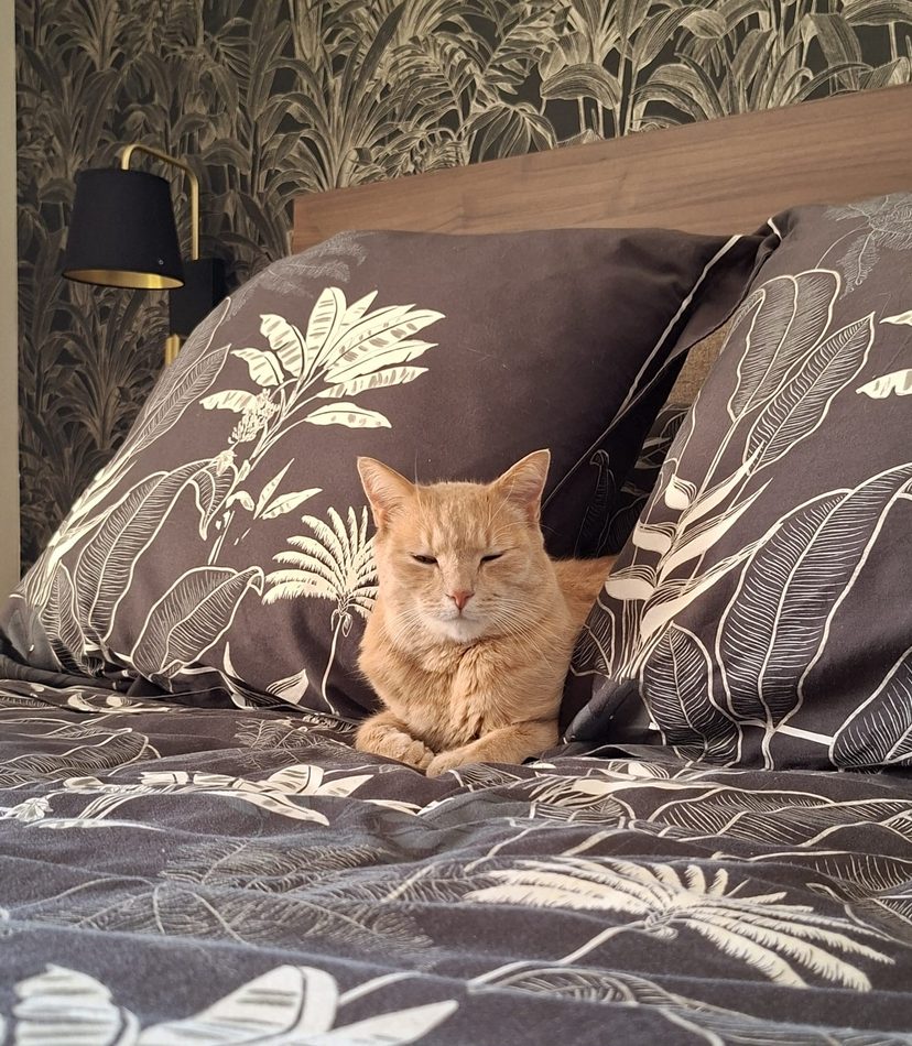 Chat roux paisiblement installé sur un lit, parfaitement détendu