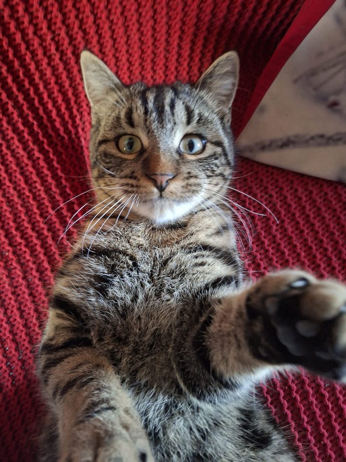 Charly, chat tigré confortablement installé sur un plaid rouge