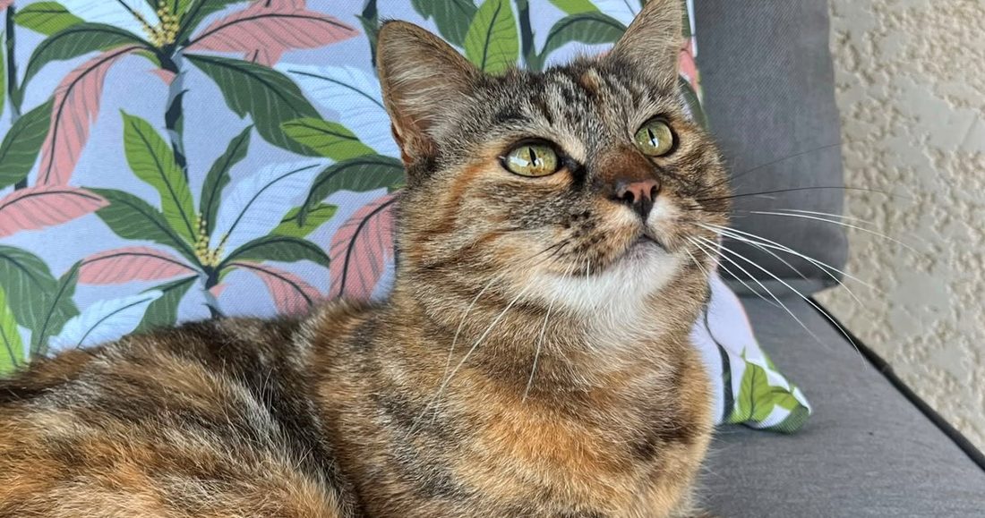 Cœur, chatte au pelage écaille de tortue, paisiblement installée au soleil