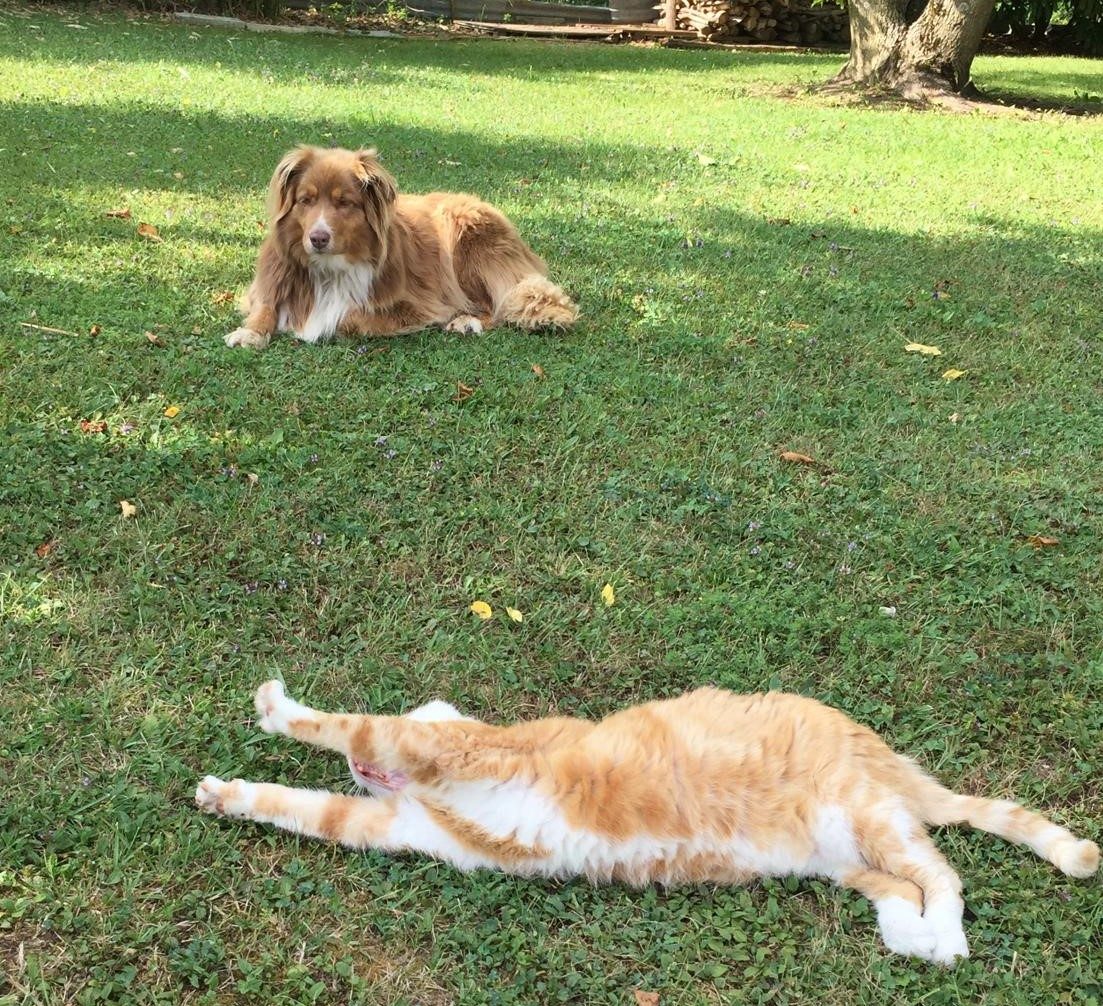 Un chien et un chat détendus au soleil dans le jardin