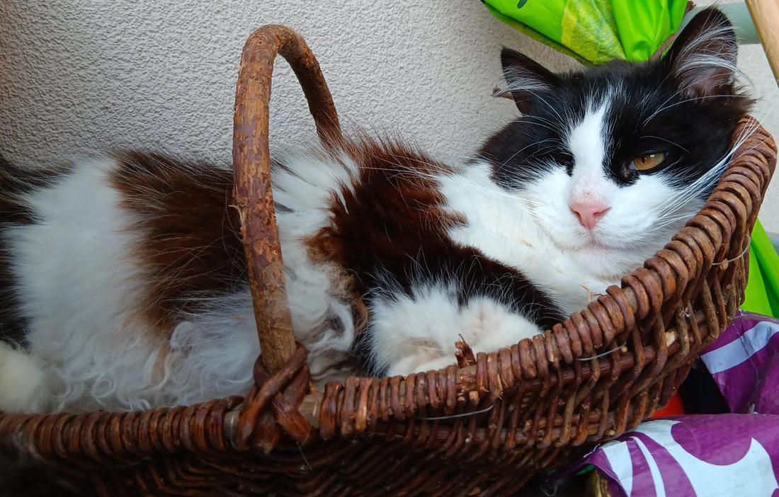 Moïse, chat noir et blanc en sieste dans un panier en osier